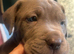 Last pup - male cane corso 10 weeks old