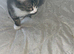 6 month old tabby kitten
