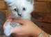 7 ragdoll kittens