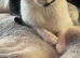 Male cat looking for for a loving home