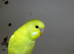 Baby Budgies For Sale Perth