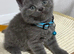 Kitten Bsh