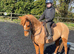 British riding pony