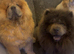 Chow chow puppies ready in 4 week