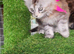 Maine Coon kittens CF81