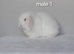Gorgeous purebred mini lop rabbits