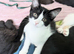 I have 4 beautiful kittens mum is a Calico and dad is a Maine coon