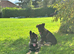 2 STUNNING GERMAN SHEPHERD BOYS