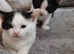 two male kittens for sale