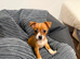 Teacup size Jack Russell Puppy