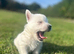 Stunning west highland terriers