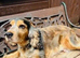 adult cocker spaniel