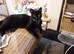 Need to rehome due to family health problems