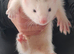 Gorgeous Angora x ferret kits READY NOW