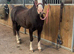 Potential top show/Pony club Pony