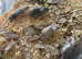 Fancy Mice Babies 4 for &pound;20