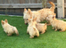 Scottish terrier puppies