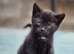 cute fluffy kittens