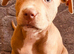 American staff x sharpei