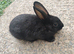 Mini rex bunnies