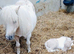 SA clear SPSBS reg mushroom carrier colt foal