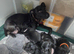 STUNNING FEMALE PATTERDALE TERRIER