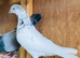 Pigeons Pakistani highflying