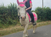 Gorgeous friendly cob Gelding