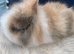 Baby double maned lionheads