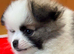 2 Tiny Teddy Pomeranian Puppies for sale