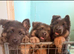 Blue and Tan shepherd puppies