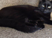 Urgent older kitten/young cats needing new homes (please read)