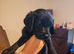 Bedlington whippet x cocker spaniel