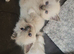 Ragdoll kittens *1 girl left*