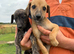 Beautiful whippet puppies for sale