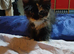 Maine Coon Kittens For Sale Ready Now
