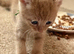 Last 2 kittens
