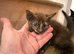 4 kittens for sale