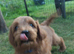 Beautiful Cavapoochon Boy