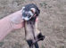 Polecat lurcher micro- throws small kits with small hobs. (300G)