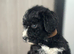 F1 STANDARD BERNADOODLE GIRLS HEALTH CHECKED VACCINATED MICRO CHIPPED