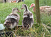Silver Appleyard growers