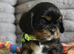 Health Tested- Cavalier King Charles Spaniel