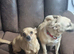 Mixed chihuahua 2 girls