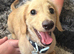 Cream miniature dachshund