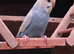 Beautiful spangle mutation budgie
