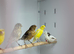 Canaries