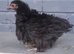 4 bantam chickens