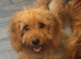 Cockapoo puppy's