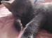 Russian Blue kittens